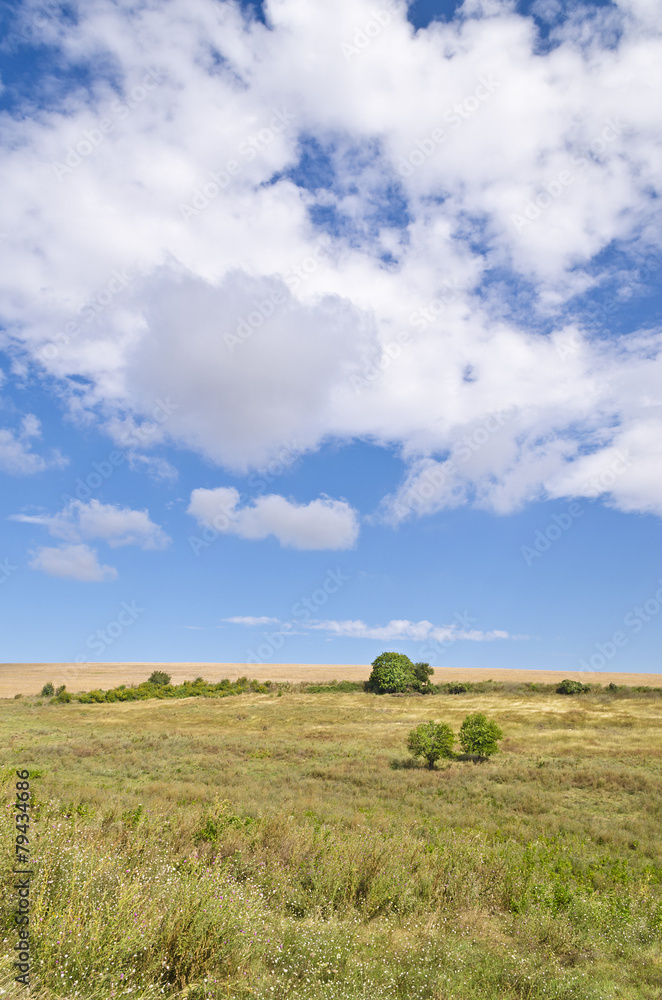 Sunny Blue Sky, Meadow and a tree near the village Katselovo