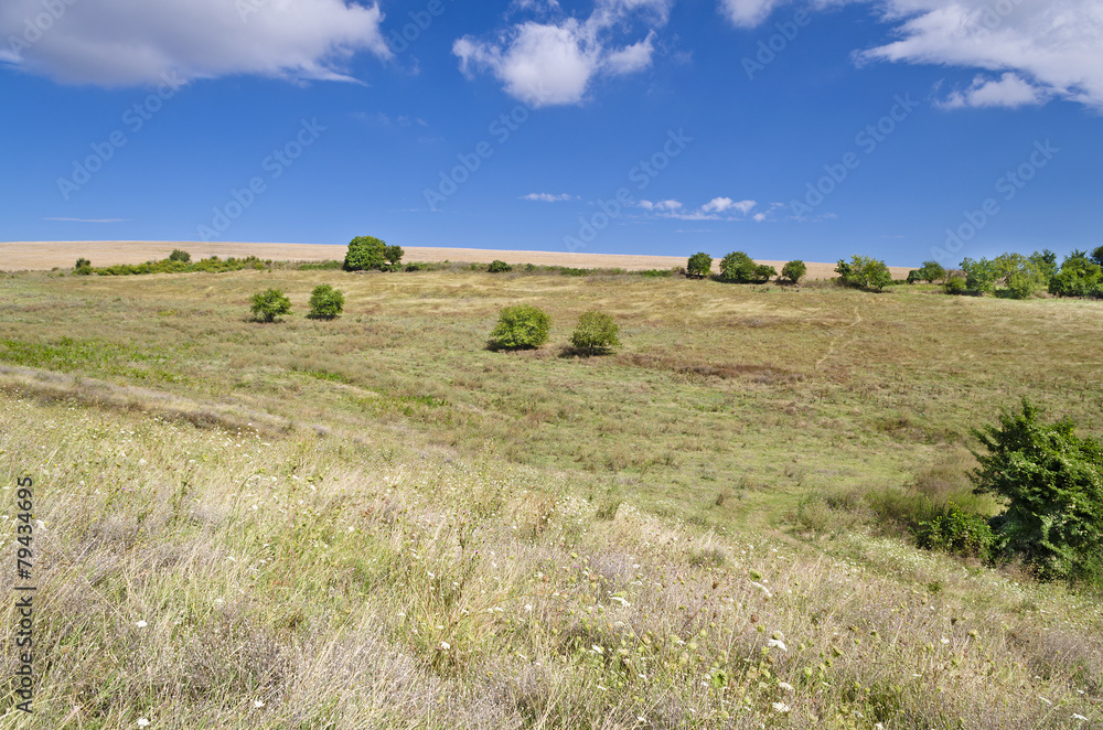 Sunny Blue Sky, Meadow and a tree near the village Katselovo