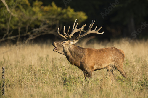 Red deer during the rut season