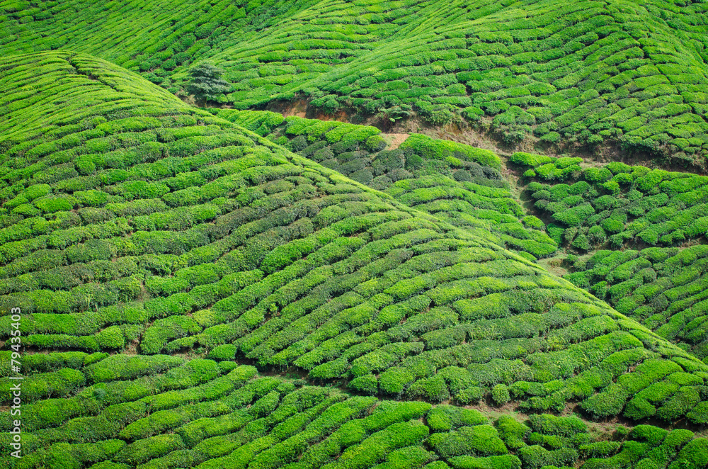 Tea plantation,Cameron Highlands