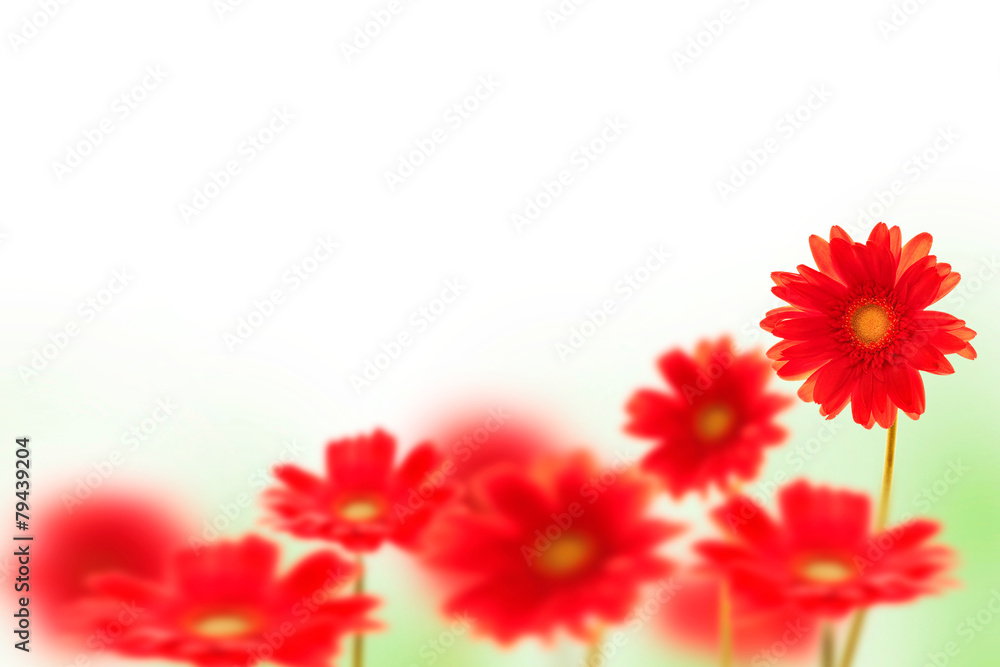 Red gerbera flowers on white background