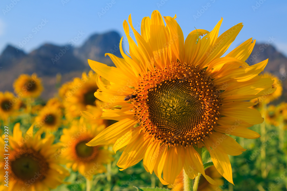 Fototapeta premium Field of sunflowers, Summer landscape