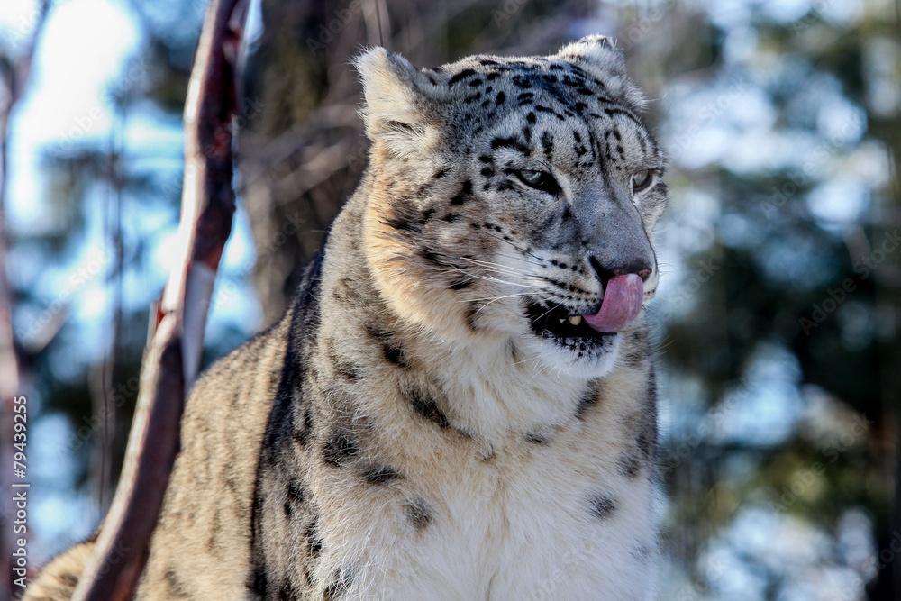 Obraz premium Snow Leopard