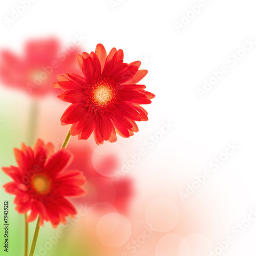 Red gerbera flowers  isolated on white background