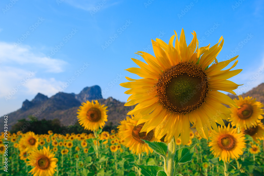 Obraz premium Field of sunflowers, Summer landscape