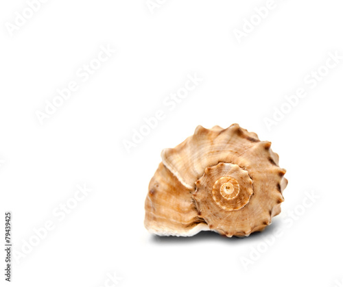 Spiral shell front view isolated on white