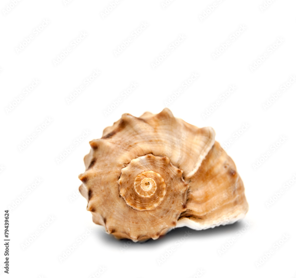 Spiral shell front view isolated on white Spiral shell front view isolated on white