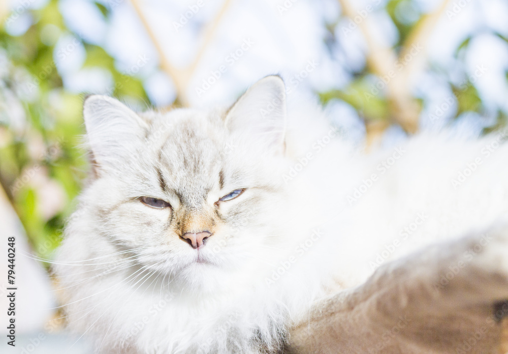 white cat of siberian breed, neva masquerade version