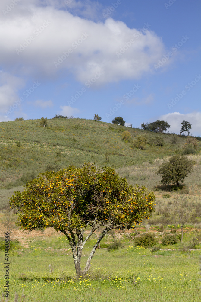 View of a single orange tree on the countryside