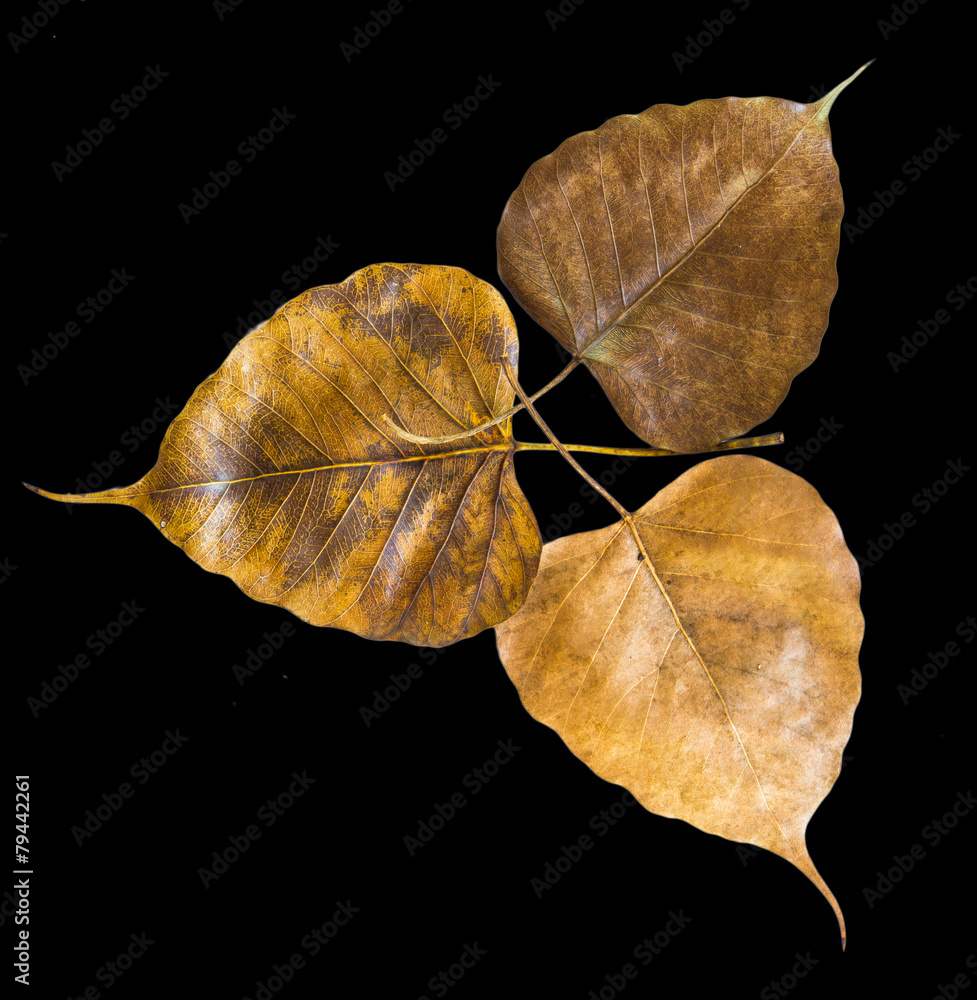 Fototapeta premium Dry Leaf isolated on black background,heart shape.