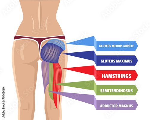 Vector Gluteus Maximus Illustration