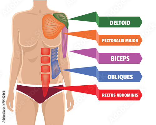 Vector anatomy muscles illustration