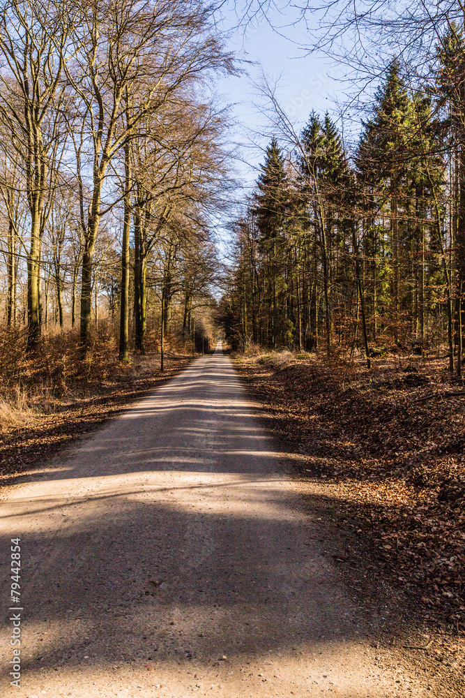 Fototapeta premium In the Hahnheide near Trittau