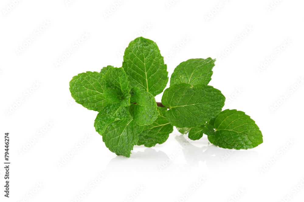 mint on white background mint on white background