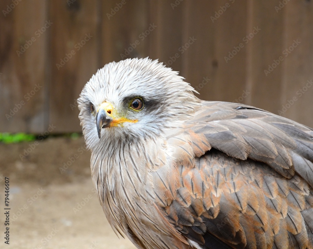 Fototapeta premium Bird