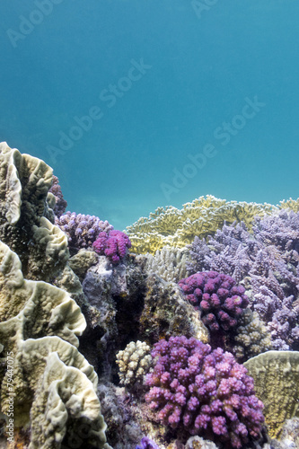coral reef with hard violet corals - underwater