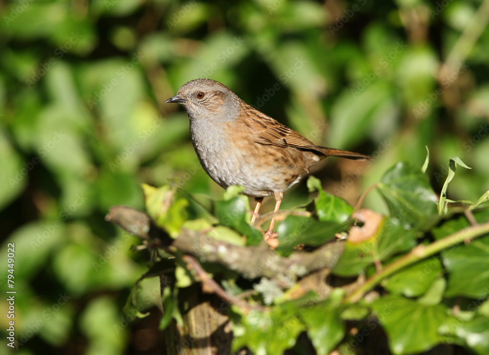 Portrait of a Dunnock Portrait of a Dunnock