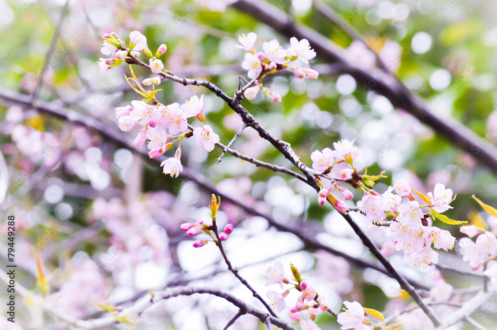 Sakura ,Cherry Blossom flower