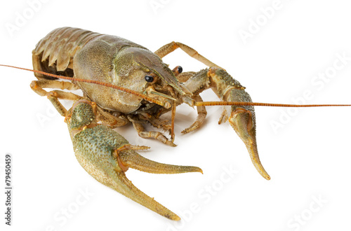 river lobster isolated on a white background