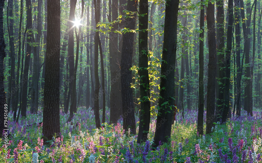 Obraz premium Spring in the forest