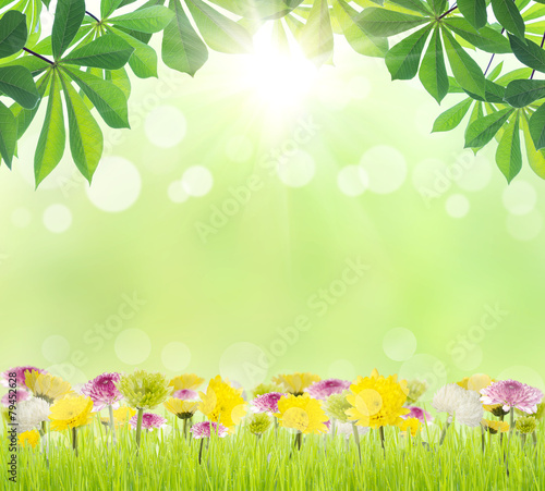 beauty green leaf and flower on grass spring season background
