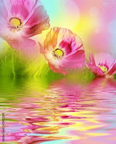 Fototapeta Naklejka Na Ścianę i Meble -  poppies on a meadow