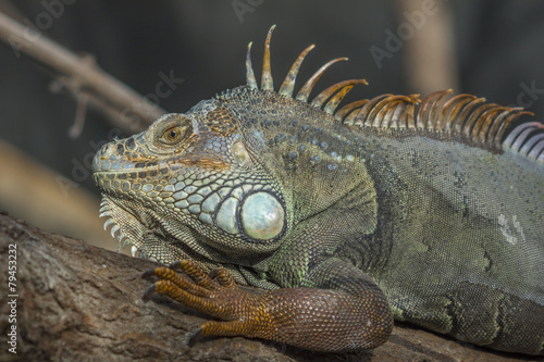 Green Iguana headshot