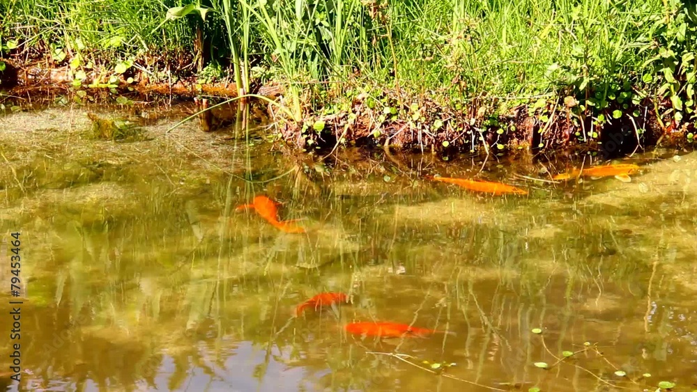 Looking at goldfish and marsh grasses in a man made pond Looking at goldfish and marsh grasses in a man made pond