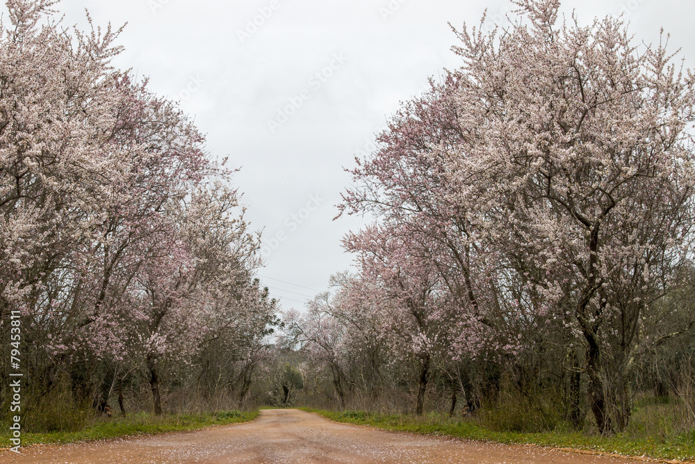 Beautiful view of almond trees in full bloom in nature.
