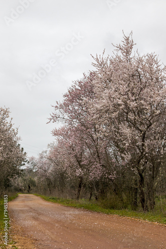 Beautiful view of almond trees in full bloom in nature.