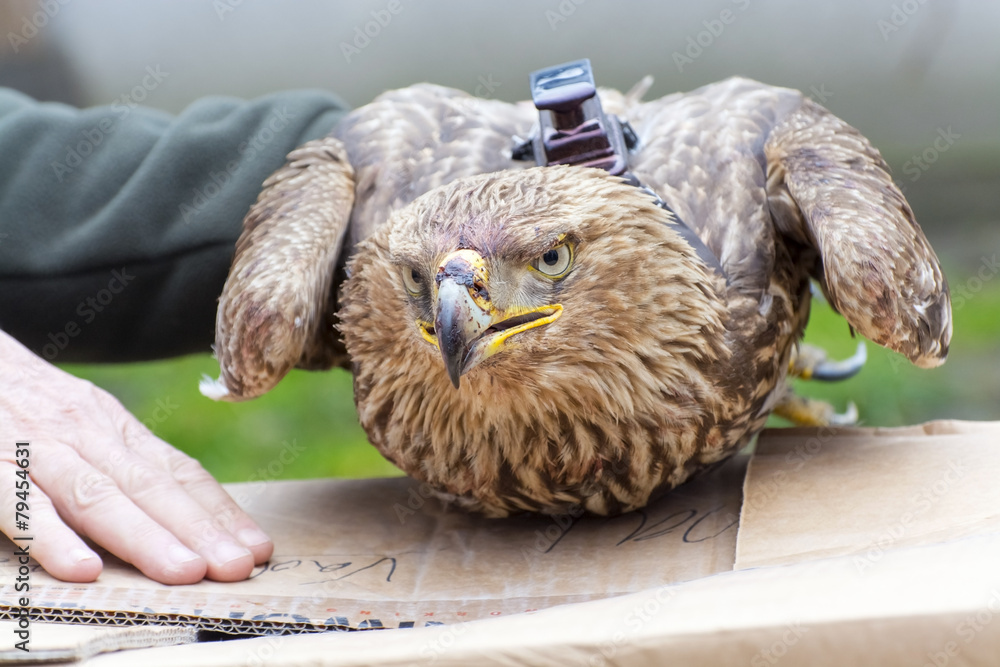 Obraz premium Imperial eagle in hand