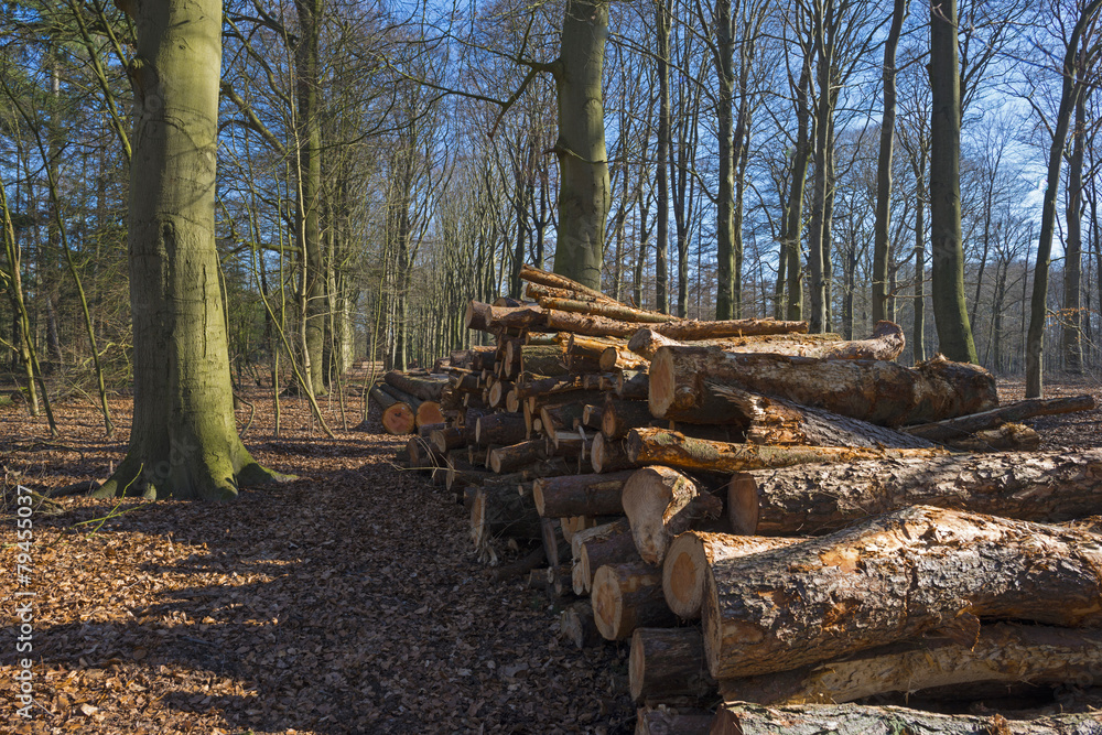 Timber in a forest in winter