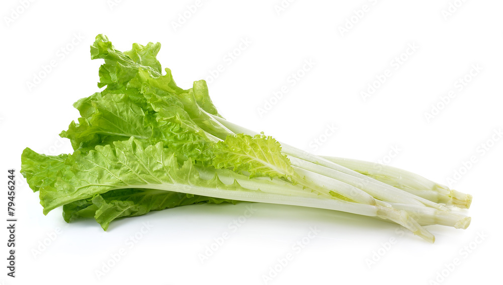lettuce leaves isolated on white background lettuce leaves isolated on white background