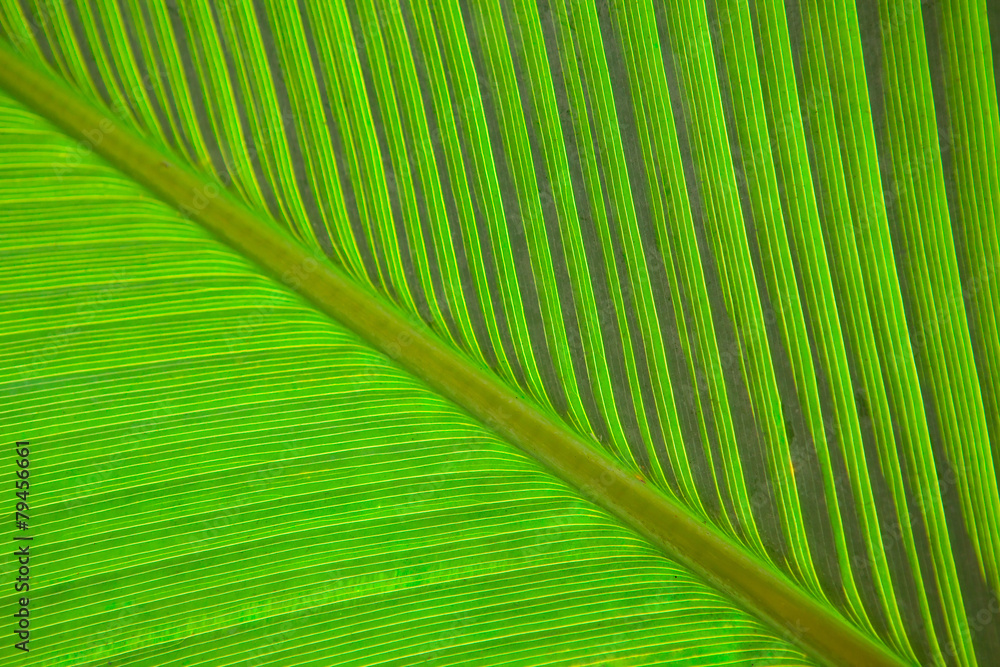 banana leaves macro green leaves background banana leaves macro green leaves background