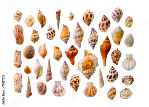 Assorted seashells