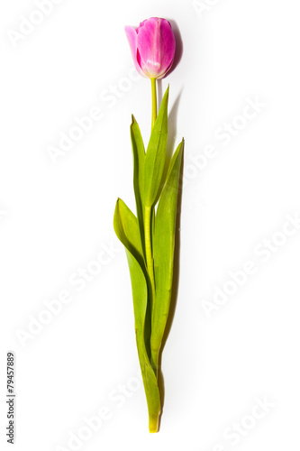 tulips bloom single on white background
