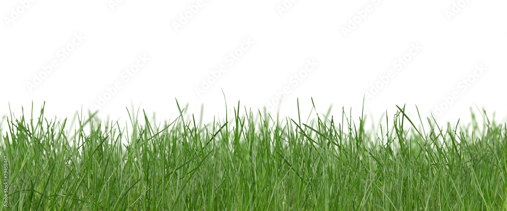 Fototapeta Fresh green grass
