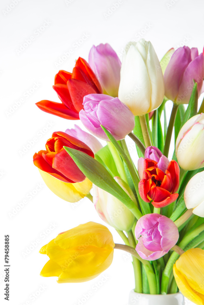 tulips over white background