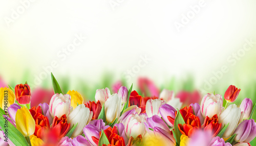 Fototapeta Naklejka Na Ścianę i Meble -  tulips over white background