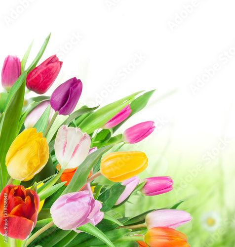 Wallpaper Mural tulips over white background Torontodigital.ca