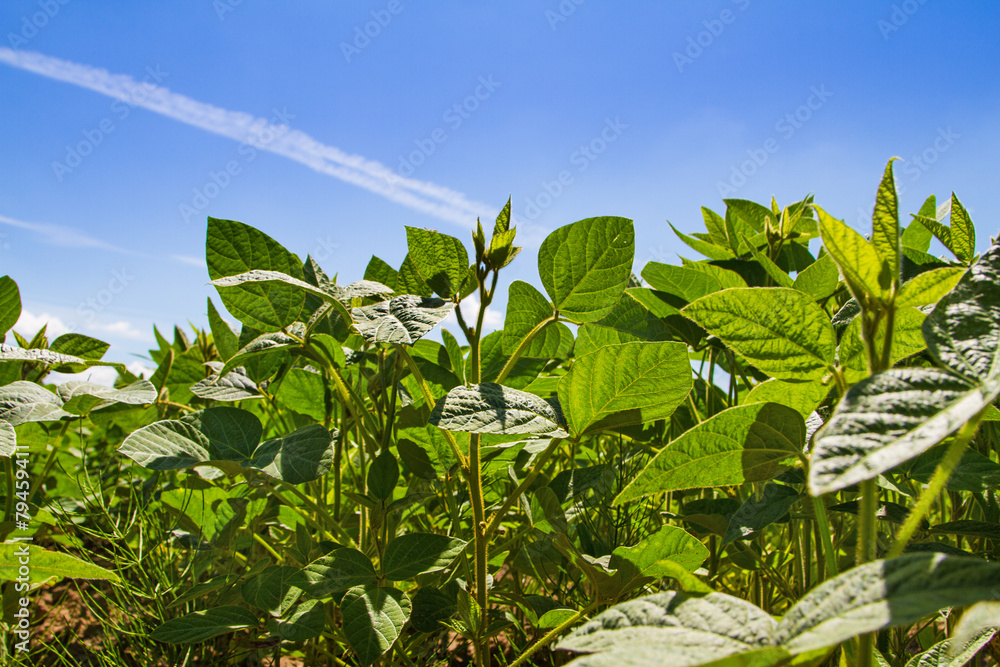 Soybean field Soybean field