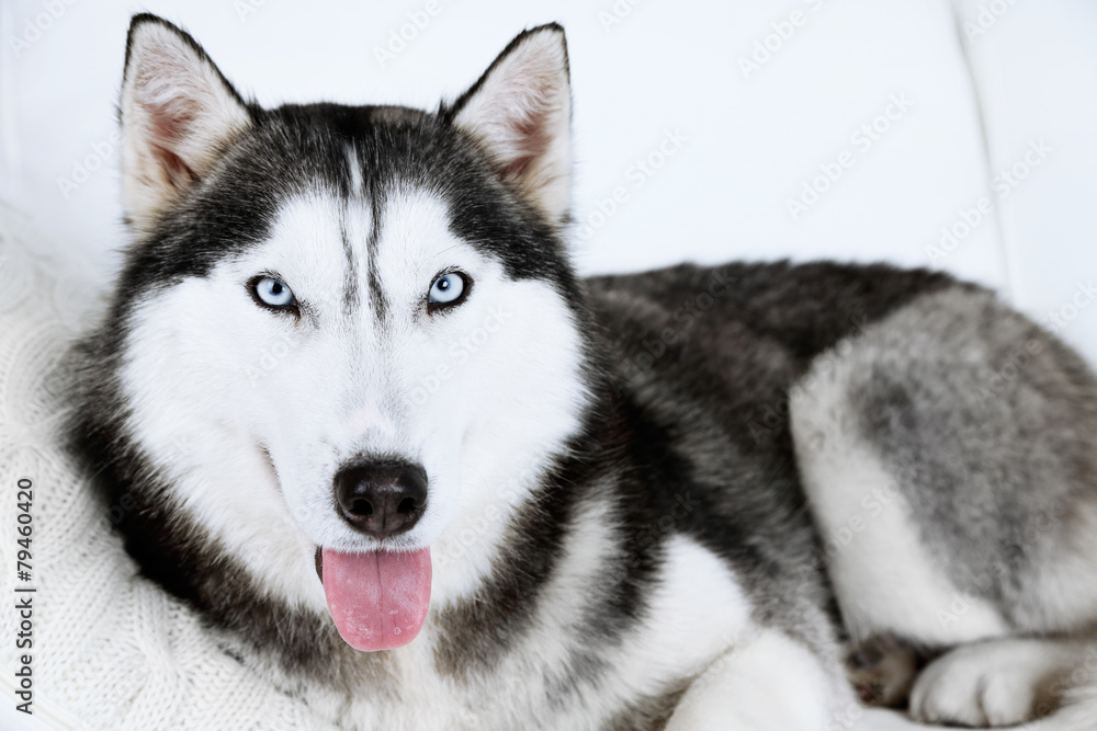 Fototapeta premium Beautiful cute husky lying pillow