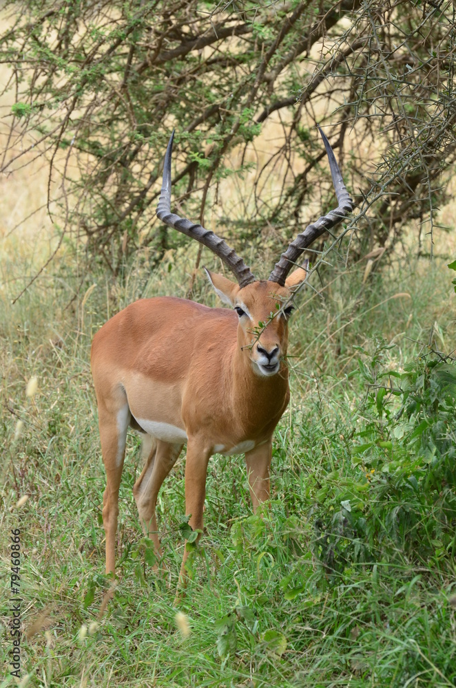 Obraz premium impala