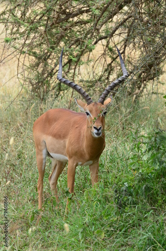 impala