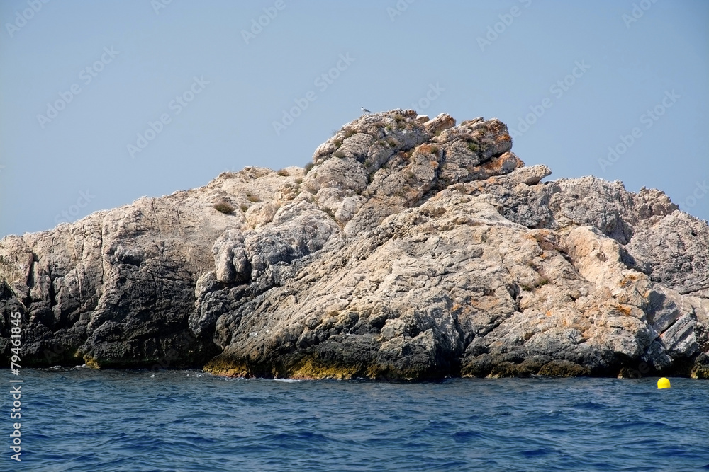 Mediterranean bird on cliff Mallorca, Balearic islands