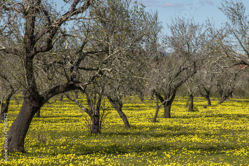almond tree orchard in a field of yellow flowers