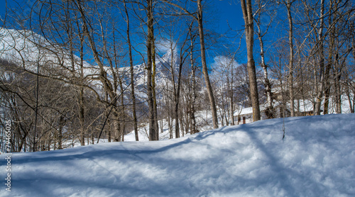Wallpaper Mural La neve ed il Bosco Torontodigital.ca