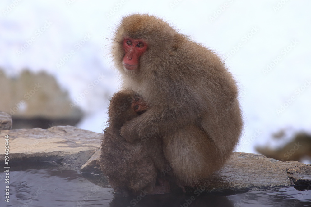 Naklejka premium スノーモンキー 猿の親子