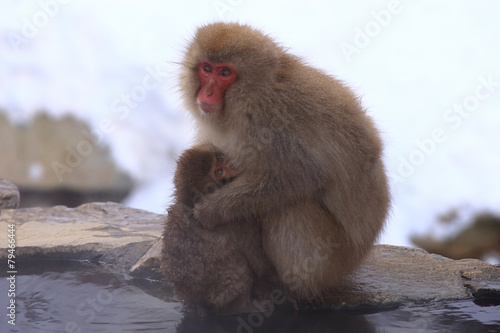 スノーモンキー　猿の親子 © takadahirohito