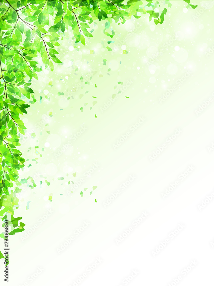 葉 新緑 背景 葉 新緑 背景